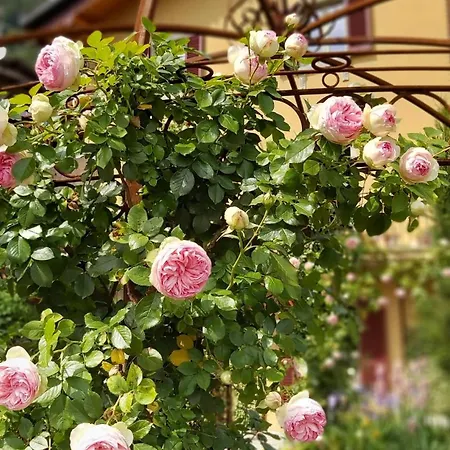 Costanza Con Giardino * Magreglio