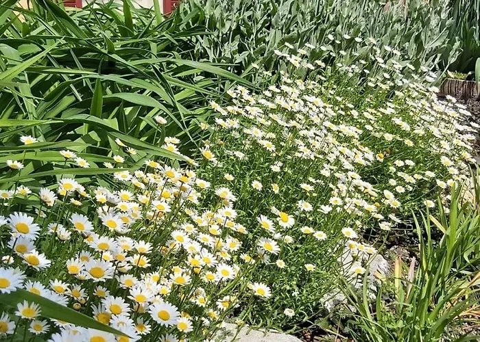 Costanza Con Giardino *