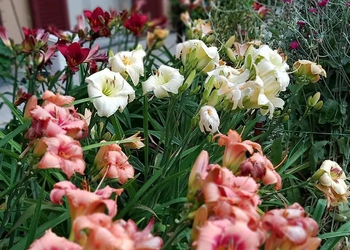 Costanza Con Giardino Магрельо