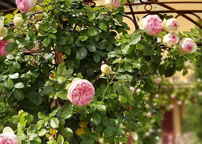 Costanza Con Giardino * Магрельо